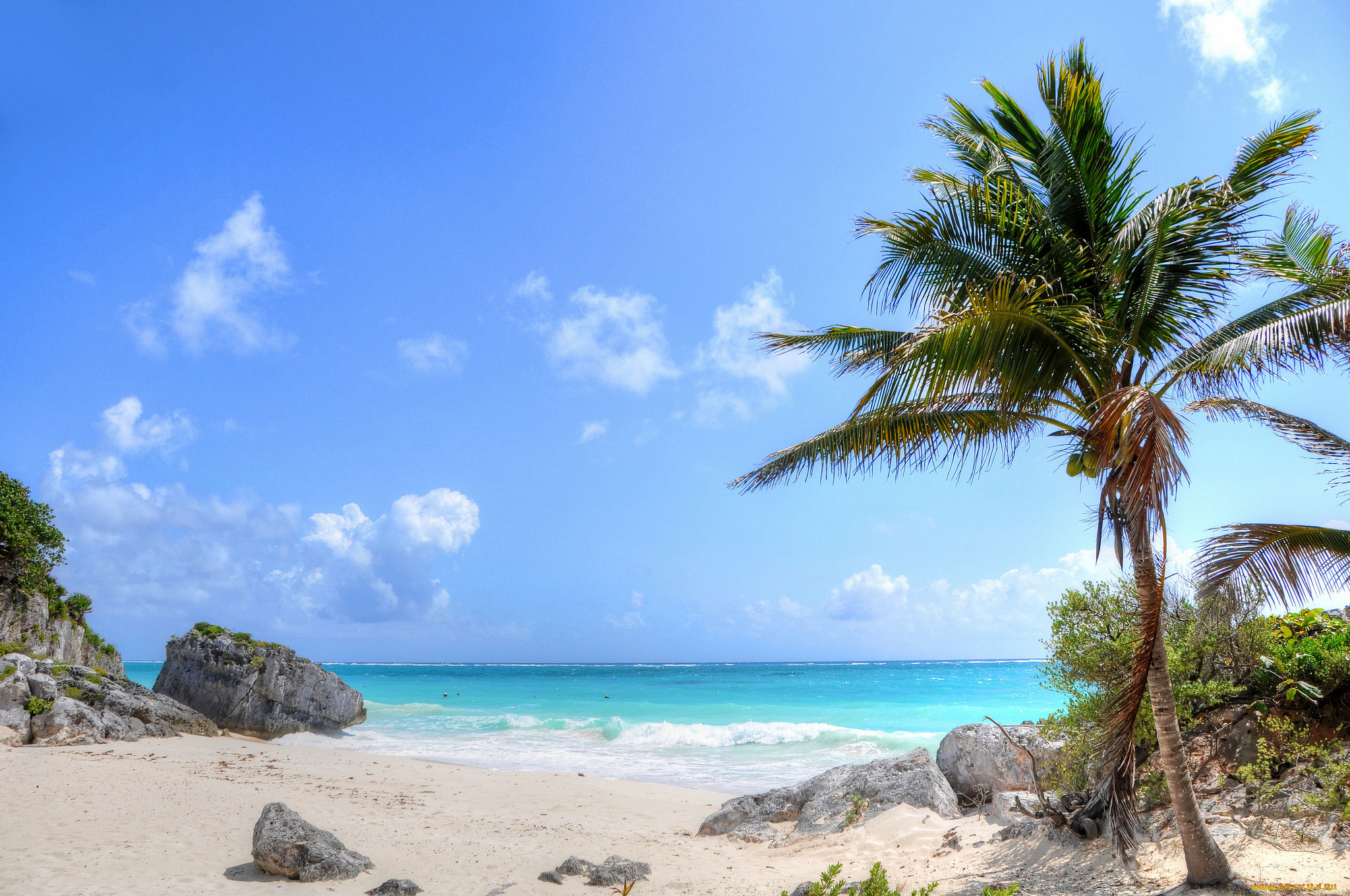 Beach tree. Пальмы песок. Пляж. Море пляж. Пляж с пальмами.